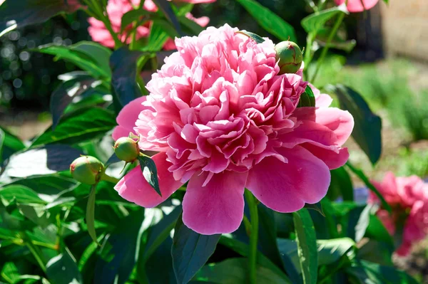 可爱的粉红牡丹花紧靠着花园 — 图库照片