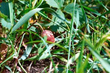 Çilekler sıcakta çimlerin arasına saklandı.