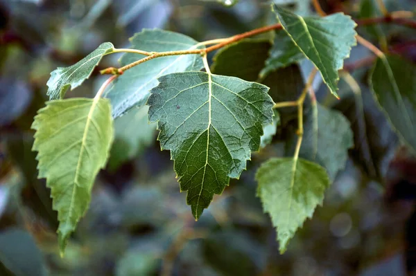 Laub Strömenden Regen Einem Sommermorgen — Stockfoto