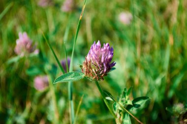 Batı Sibirya 'da büyüyen bitkiler