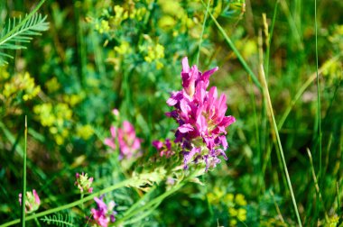Batı Sibirya 'da büyüyen bitkiler
