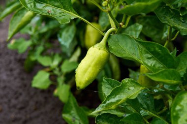 Sebzeler açık alanda, yataklarda yetişiyor.