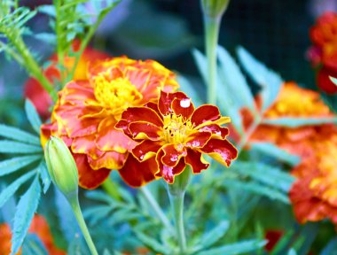 Kadife çiçekleri narin aromalı narindir.