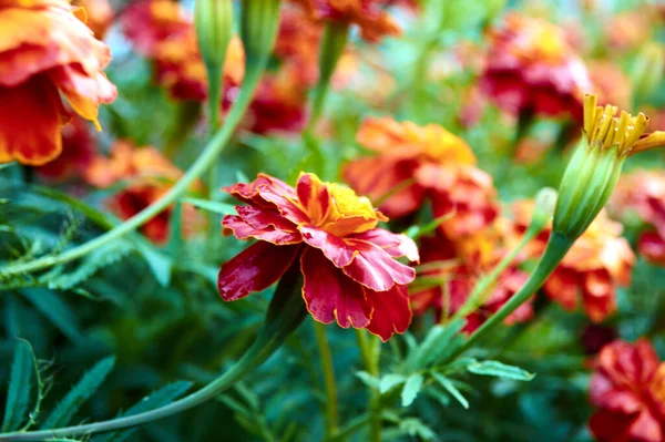 マリーゴールドは繊細な香りの繊細な花です — ストック写真