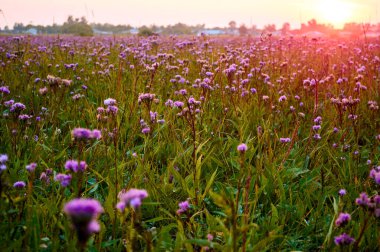 Batan güneşin ışınlarında mor kır çiçekleri