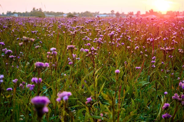 Batan güneşin ışınlarında mor kır çiçekleri
