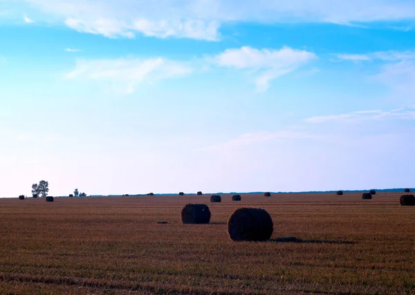 Mown Champ Blé Avec Rouleaux Paille — Photo