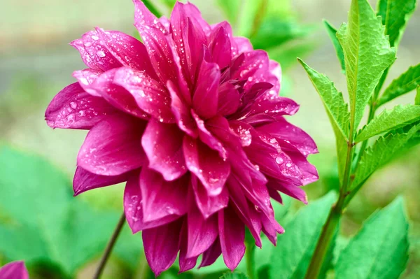 大丽花秋天被雨滴淋湿了 — 图库照片