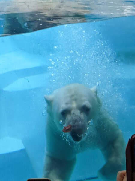 Polar bear underwater taking a bite