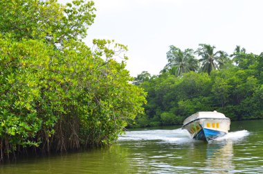 Tropikal Nehri kıyısında