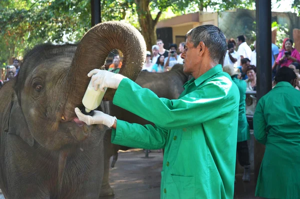 Pinnawala, Sri Lanka január 04,2016 - etetés a kis elefántok a gazdaságban. Srí Lanka Stock Kép