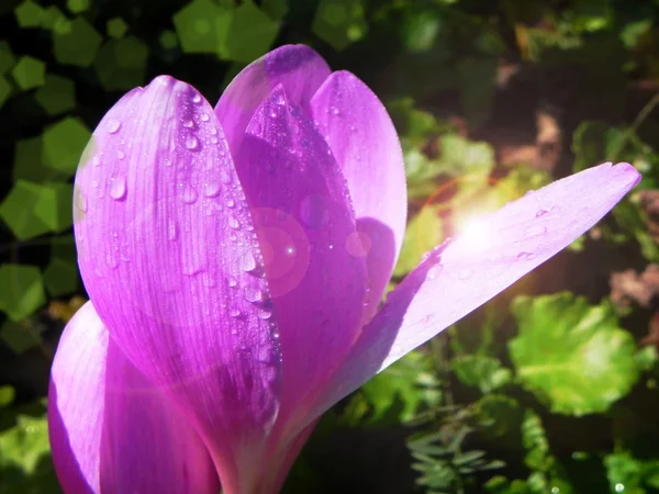 Fiore viola su sfondo verde — Foto Stock