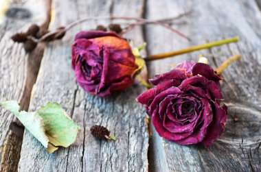 Eski ahşap tahta üzerinde kurutulmuş Mor gül