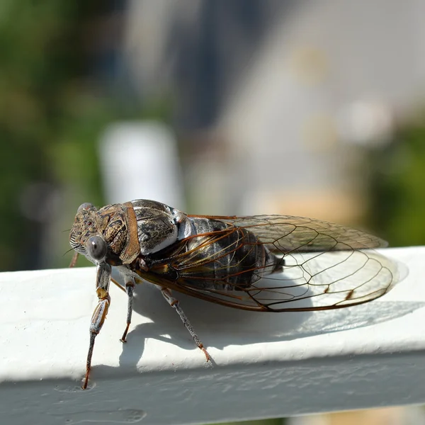 Grande mosca na superfície branca com fundo embaçado — Fotografia de Stock