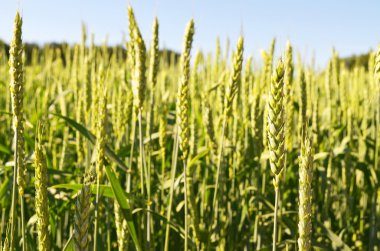 Mavi gökyüzü üzerinde yeşil buğday alanıyla
