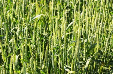 Mavi gökyüzü üzerinde yeşil buğday alanıyla