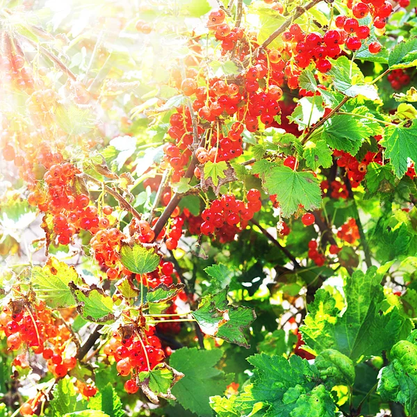 Rote Johannisbeere Strauch mit Beeren und Sonnenstrahlen — Stockfoto