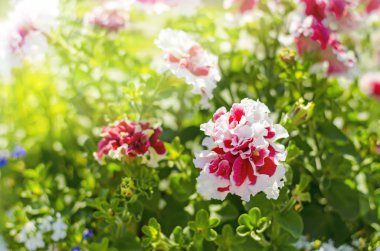 Sabah ışınları, seçici odak yeşil çim beyaz-kırmızı çiçek