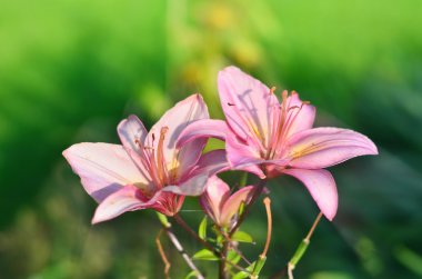 Sabah ışınları, seçici odak yeşil çim kelebek ile pembe lilyum