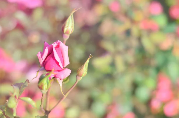 Rosa rosa sobre el fondo borroso verde, enfoque selectivo, imagen tonificada vainilla —  Fotos de Stock