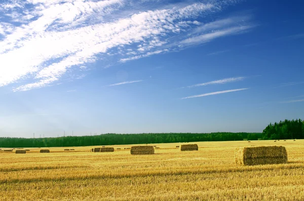 Campo di grano con pile di fieno e cielo blu con nuvole — Foto Stock