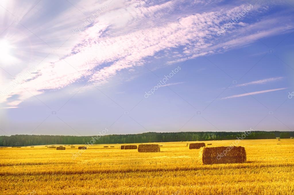 Wheat Field with stacks of hay and blue sky with clouds