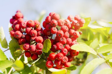 Rowan dal yaprak ve meyveleri güneş ışınları ile yumuşak ışık