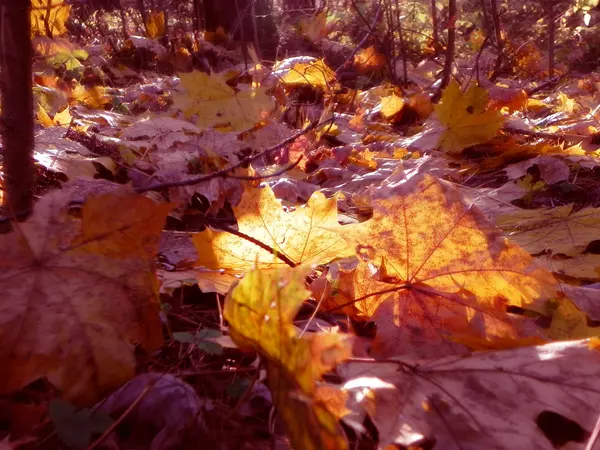 Осенний лист на фоне заката, тонированное фото, избирательный фокус — стоковое фото