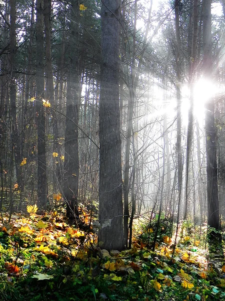 Осенний лес с солнечными лучами и желтыми листьями Стоковое Фото