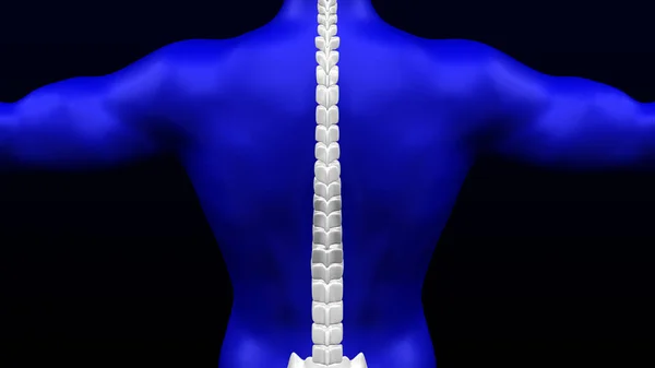 脊椎在人体上 3D渲染 — 图库照片