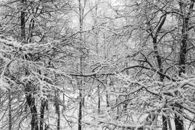 Ormandaki ağaçlar karla kaplı, kış arkaplanı, geniş açılı siyah beyaz fotoğraf.