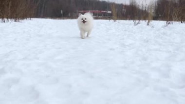 Köpek beyazı Spitz kışa doğru kar ve ormanın arka planına doğru ağır çekimde koşar.