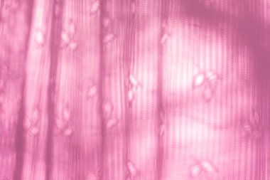 Penceredeki perdelerin gölgelerini pembe arka planda açmak, trend konsepti