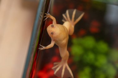 Pençeli kurbağa akvaryumda suyun yüzeyinde yüzer, yakın çekim, üst manzara, Xenopus laevis