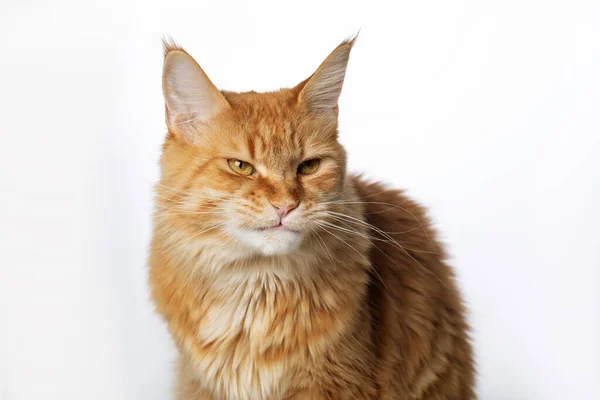 Şirin yerli kızıl saçlı Maine Rakun kedisinin yakın plan portresi. Kedi suratının komik ifadesi, mim. Beyaz arka planda izole edilmiş. Boşluğu kopyala