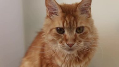Kırmızı Maine Rakun Kedi yakın çekim oturuyor, kameraya bakıyor, yavaş çekim