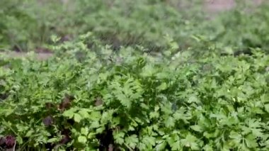 Sebze bahçesindeki bir çiftçinin maydanozu sulama işlemi.