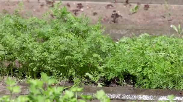 Het besproeien van groene bedden met wortels door een boer in een moestuin close-up — Stockvideo