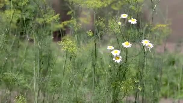 Dille groeit op een tuinbed in een moestuin met kamille onkruid close-up — Stockvideo