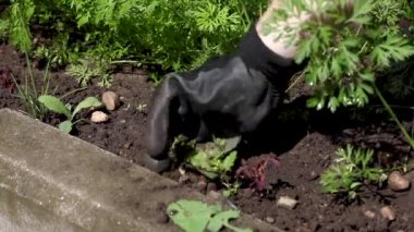 Sebze bahçesindeki bir çiftçinin yatakları ayıklama süreci.