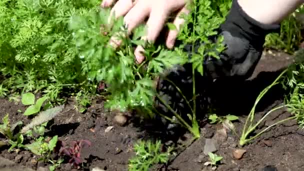 El proceso de desmalezado de una cama con zanahorias en un huerto por un agricultor — Vídeos de Stock