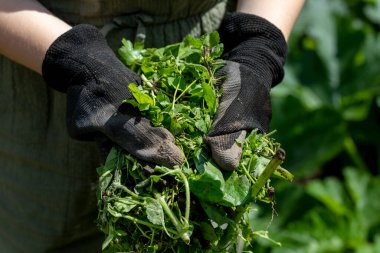 Eldivenli çiftçi sebze bahçesindeki yabani otları ayıkladıktan sonra elinde tutuyor.