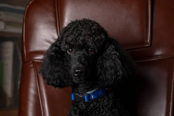Ofisin arka planında deri koltuklu akıllı bir siyah köpek kanişi portresi.