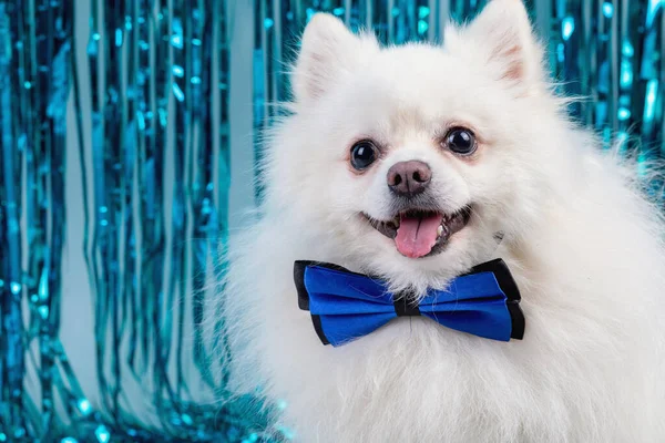 Mavi dekoratif arka planı olan beyaz tükürük köpeği dili dışarıda oturur, kameraya bakar, fotokopi alanı, evcil hayvan tatil konsepti