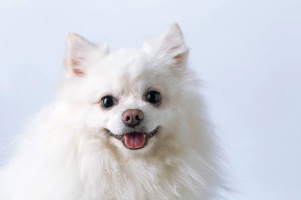 Güzel beyaz bir Spitz köpeğinin portresi. Dilini arka planda, fotokopi alanı olan.