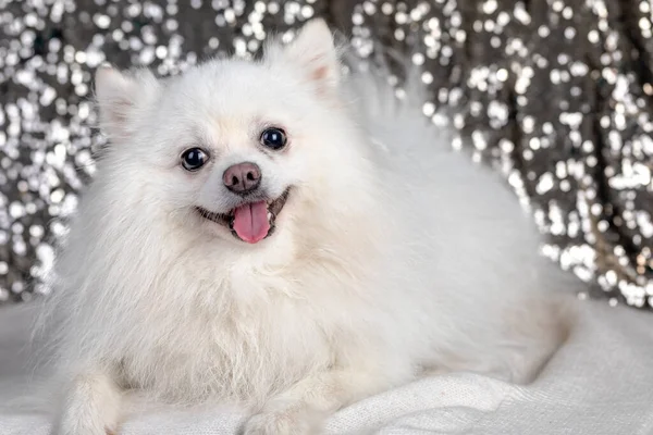 Beyaz Spitz köpeği süslü bir arka planda yatıyor, kameraya bakıyor ve diliyle gülümsüyor.