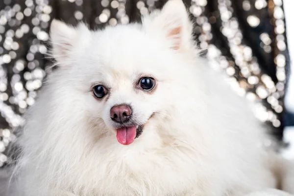 Beyaz Spitz köpeğinin yakın plan portresi. Bokeh 'le dekore edilmiş bir arka planda dili dışarı çıkmış. Evcil hayvanlar için tatil kavramı