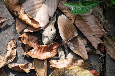 Orman dokusu görüntüsünde arka plan kuru yapraklar yığını