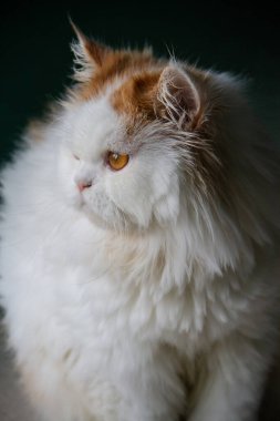 Güzel İran kedileri ve oyuncaklarının arka planda sevimli turuncu kulakları vardır.