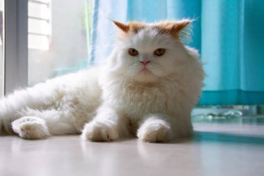 Güzel İran kedileri ve oyuncaklarının arka planda sevimli turuncu kulakları vardır.